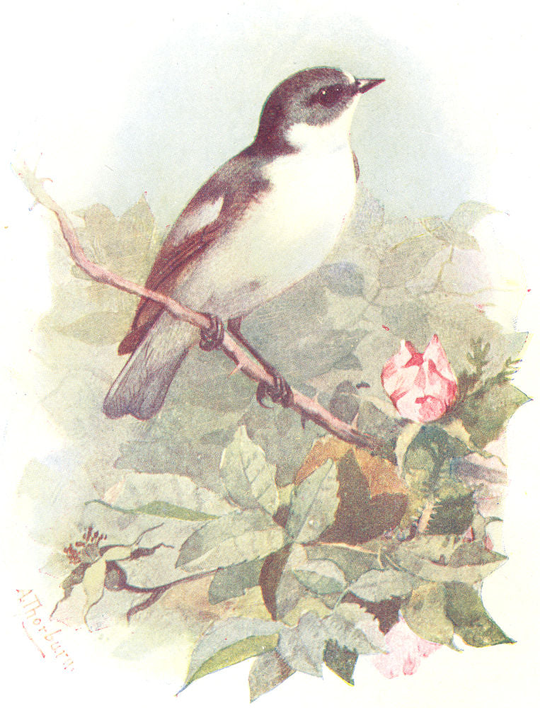 BIRDS. Pied Flycatcher  1901 old antique vintage print picture